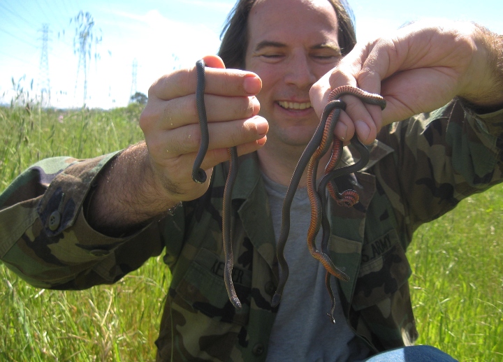 Pacific Ringneck Snakes